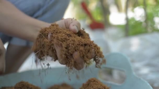 品質をテストするためにココナッツの綿毛を保持し 触れている女性庭師の手 植え付けの準備 有機栽培 — ストック動画