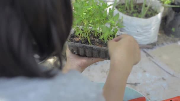 Mulher Segurando Plantas Plântulas Jovens Crescendo Recipiente Plástico Transparente Reutilizado — Vídeo de Stock