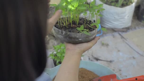 Femme Tenant Jeunes Plants Poussant Dans Récipient Plastique Transparent Réutilisé — Video