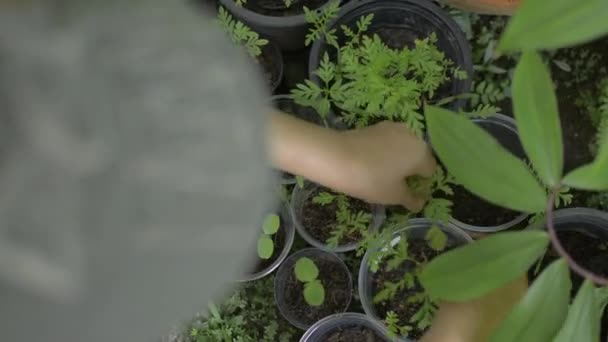 家庭でプラスチックポットで成長している若い苗植物を世話するトップビューの女性 都会の庭 植物ケア — ストック動画