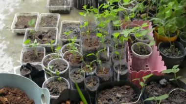 Evdeki ikinci el plastik konteynırda genç fideleri sulamak. Bitki bakımı. Organik tarım..