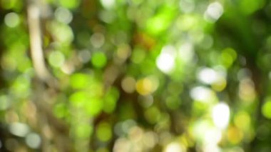 Güzel yeşil renkli doğal video Bokeh soyut yaz arkaplanı. Tropikal ormandaki odaksız yapraklar ve dalları aydınlatan yumuşak güneş ışığı..