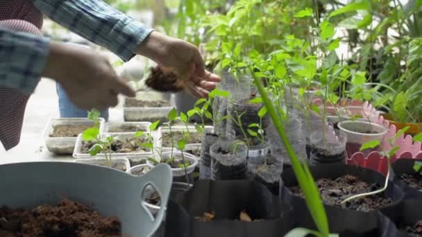 Kadın Bahçıvan Evdeki Kullanılmış Plastik Konteynırın Içine Genç Fideleri Yerleştiriyor — Stok video