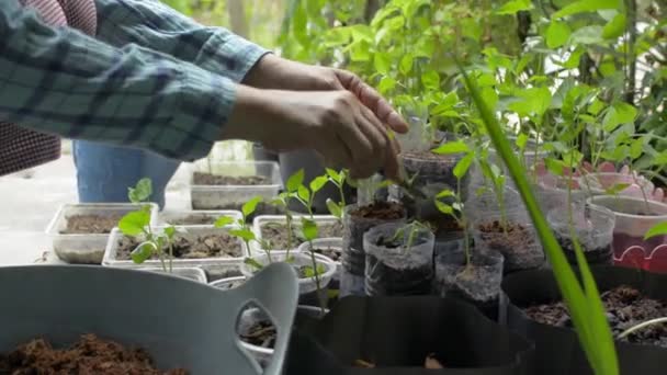 女性庭師の手は 家庭で再利用されたプラスチック容器に若い苗木を植えるための有機堆肥をすくう 植物ケア レジャー — ストック動画