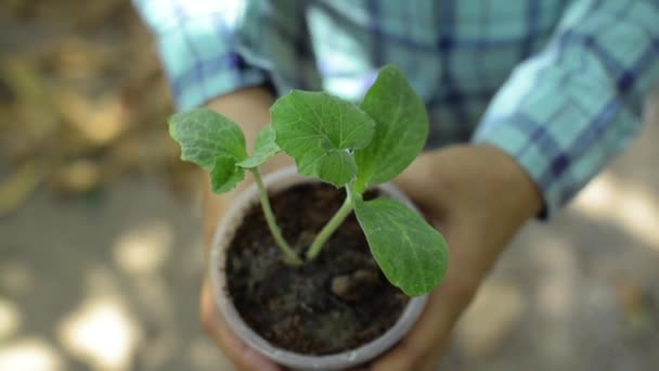 Ponteiros Vista Superior Mulher Que Prende Uma Planta Sapling Copo — Vídeo de Stock