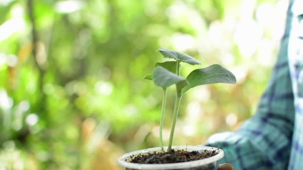 Mains Femme Tenant Une Plante Dans Une Tasse Plastique Réutilisée — Video