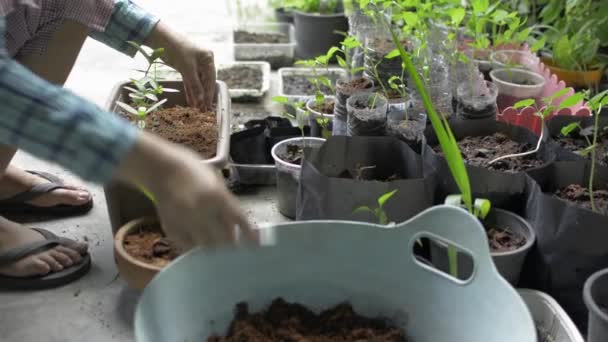 Žena Nabírá Kompostovou Půdu Pro Vysázení Mladých Sazenic Květináčů Doma — Stock video