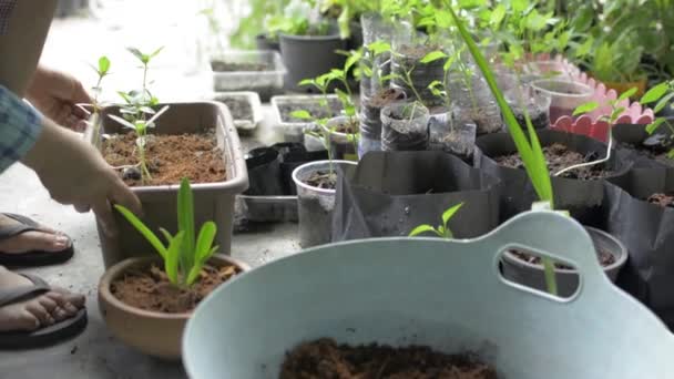 Oturan Evdeki Çömleklere Taze Tohum Eken Bir Kadın Organik Bahçıvanlık — Stok video