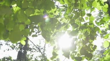 Ağaçların yemyeşil arka planı tropikal ormanlarda güneş ışığı altında. Yaz boyunca ormanda parlayan parlak güneş ışığına karşı yeşil yaprakların manzarasına bak..