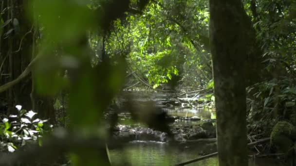 Procházka Džunglí Krásnou Scenérií Malého Potoka Vody Tekoucího Přes Skály — Stock video
