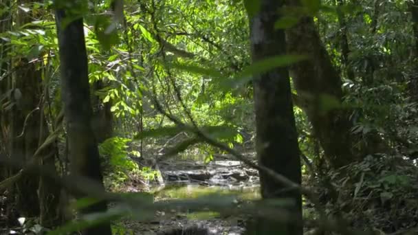 Cenário Pequena Corrente Água Escondida Floresta Tropical Durante Verão Tranquilidade — Vídeo de Stock