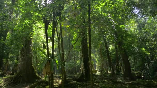 Panning Shot Van Tropisch Bos Met Weelderige Gebladerte Planten Onder — Stockvideo