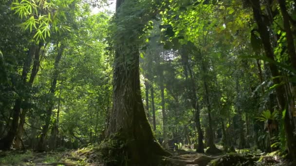 热带雨林里 在阳光下 一株绿色的植物中间长出了美丽的大树风景 在茂密的叶林的树荫下散步 — 图库视频影像