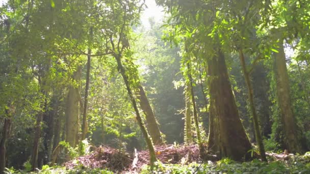 Bela Paisagem Paisagem Parque Florestal Nang Manora Sob Luz Sol — Vídeo de Stock