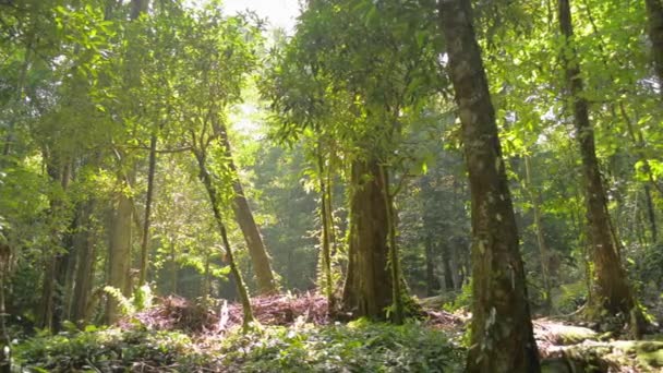 Luz Solar Iluminando Árvores Floresta Tropical Pela Manhã Caminhando Entre — Vídeo de Stock