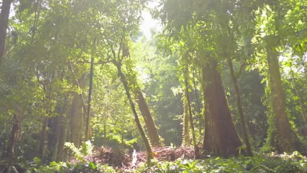 Bela Paisagem Luz Solar Matinal Brilhando Através Das Grandes Árvores — Vídeo de Stock