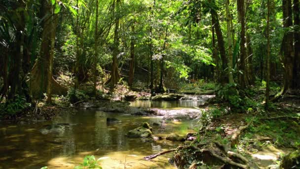 Corrente Água Flui Lentamente Entre Floresta Tropical Verde Sob Luz — Vídeo de Stock
