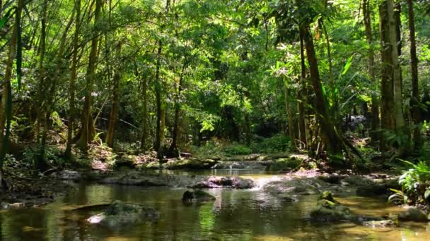 Bela Paisagem Fluxo Água Sob Sombra Plantas Folhagem Exuberantes Selva — Vídeo de Stock