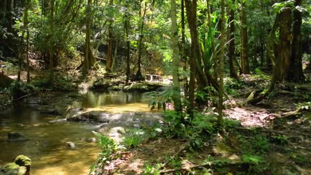 Caminhando Floresta Tropical Com Pequeno Riacho Fluindo Sobre Rochas Entre — Vídeo de Stock