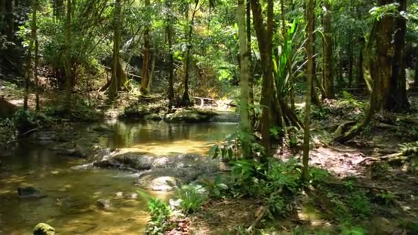 泛宁在热带森林的绿色植被中 沿着水流过岩石的小溪流喷射而下 在丛林里远足 — 图库视频影像