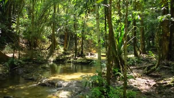 여름에는 햇빛을 이무성하게 자라는 식물들 사이로 시내가 흐르는 열대림의 모습이 — 비디오