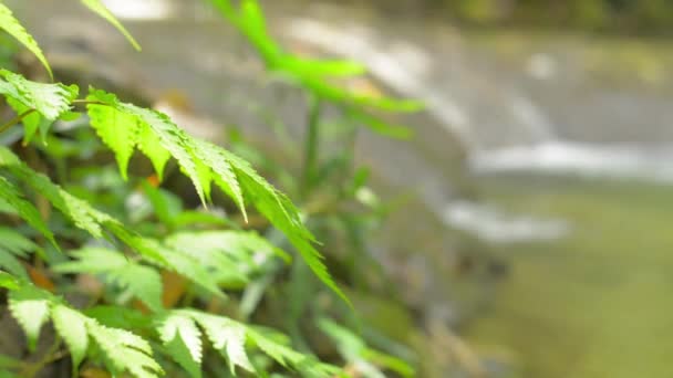 Yeşil Eğreltiotu Yaprakları Yaz Boyunca Ormanda Küçük Çağlayanlar Arasında Güneş — Stok video
