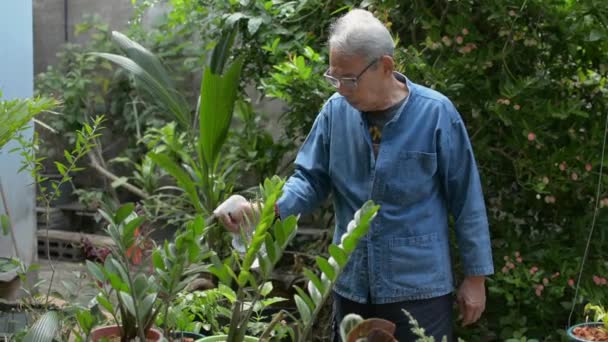 머리에 안경을 스프레이 가지고 식물에 식물을 돌보라 정원가꾸기 아버지 의생활 — 비디오