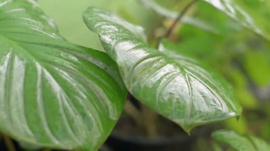 Bahçedeki yemyeşil bitkileri sulamak. Bitki bakımı. Fil kulaklı bitki. Bahçıvanlık.