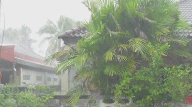 Şiddetli yağmur ve palmiye ağaçlarının manzarası muson mevsiminde evin önünde şiddetli bir rüzgarla sallanıyor..