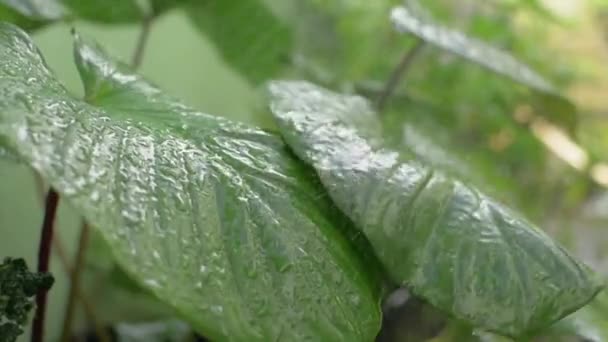 Evdeki Bahçedeki Yaprağın Üzerindeki Damlasıyla Yeşil Bitkileri Sulamak Fil Kulaklı — Stok video