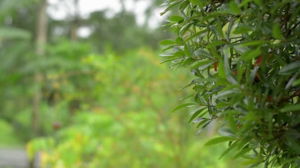 Pluie Tombe Sur Les Feuilles Vertes Plante Dans Jardin Pendant — Video