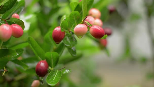 Sluit Rode Rijpe Karonda Vruchten Wachtend Geoogst Worden Groene Planten — Stockvideo