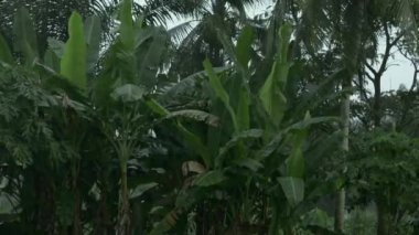 Yaprakların yağmur mevsiminde güçlü rüzgarla savrulduğu meyve bahçesi manzarası. Kırsal kesimde meyve tarlalarına yağmur yağıyor. Tropik doğa iklimi.