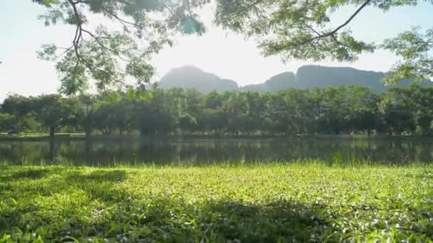 芝生の芝生の上の公園で美しい景色 朝の日差しの下で緑豊かな葉植物に囲まれた自然池 大きな木の枝を通して太陽が輝いています 撃たれた — ストック動画