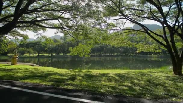 Caminhando Através Estrada Asfalto Para Gramado Grama Sob Sombra Das — Vídeo de Stock