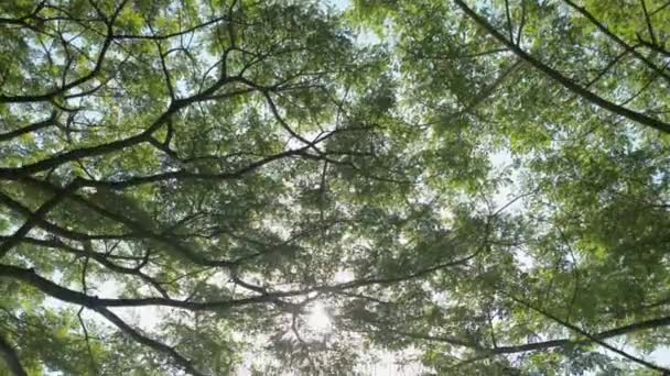 Câmera Olha Para Cima Move Lentamente Sob Árvores Luz Solar — Vídeo de Stock