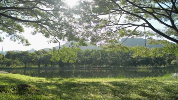 Bela Paisagem Paisagem Lagoa Natural Parque Circundante Com Plantas Folhagem — Vídeo de Stock