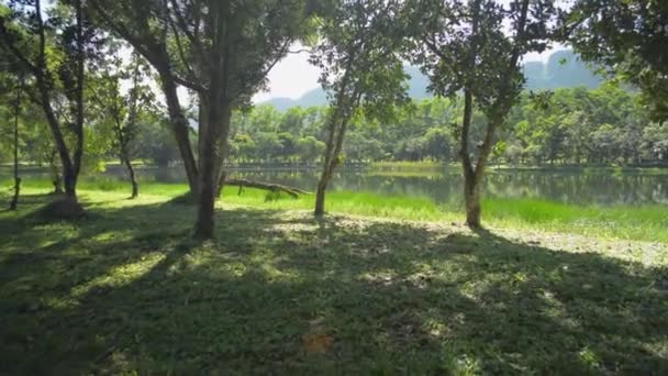 Promenade Travers Pelouse Herbe Ombre Verdure Luxuriante Dans Parc Pour — Video