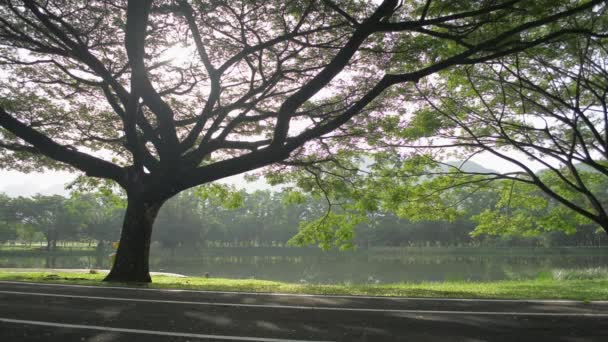 Beau Paysage Lumière Soleil Matin Qui Brille Travers Grand Arbre — Video