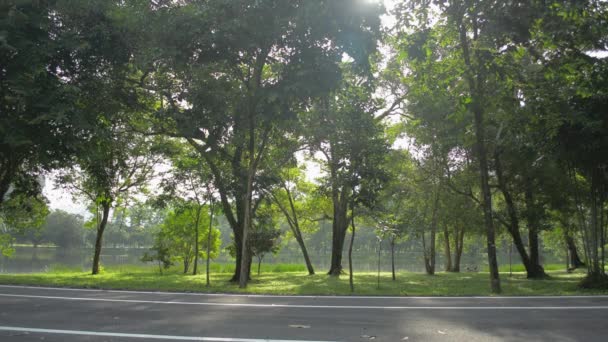 Szene Vom Morgendlichen Sonnenlicht Das Durch Grüne Bäume Öffentlichen Park — Stockvideo