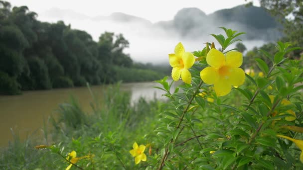 在晨曦中 美丽的黄花绽放着露珠 在风中摇曳着 河水从雾蒙蒙的山上奔流而下 阿拉曼达工厂 大自然的美丽 — 图库视频影像