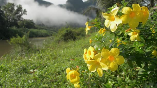 Hermosas Flores Amarillas Que Florecen Con Rocío Balancean Viento Bajo — Vídeos de Stock