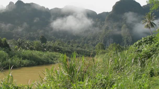 夏の間の朝の日差しの下で霧の谷に流れる緑の植生に囲まれた川の風景 パンガー県の農村部のシーン — ストック動画