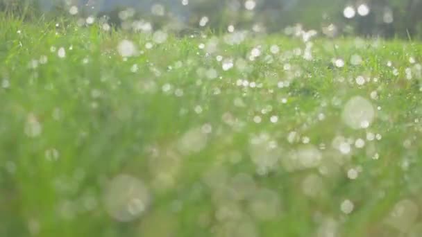 Ein Spaziergang Durch Das Grasfeld Mit Wassertauen Bokeh Vordergrund Saftige — Stockvideo