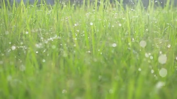 Voortschrijdend Door Grasveld Met Waterdauw Bokeh Bladeren Sluiten Frisheid Groene — Stockvideo