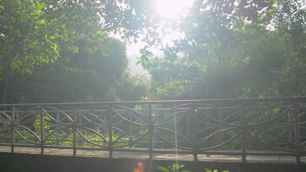 暖かい朝の日差しの下で緑豊かな葉の自然公園の橋の上にスポーツウェアジョギングでアジアの中年の女性と夏の運動 汚染のない環境での取り組み — ストック動画
