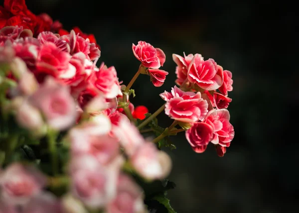 海棠花背景 — 图库照片