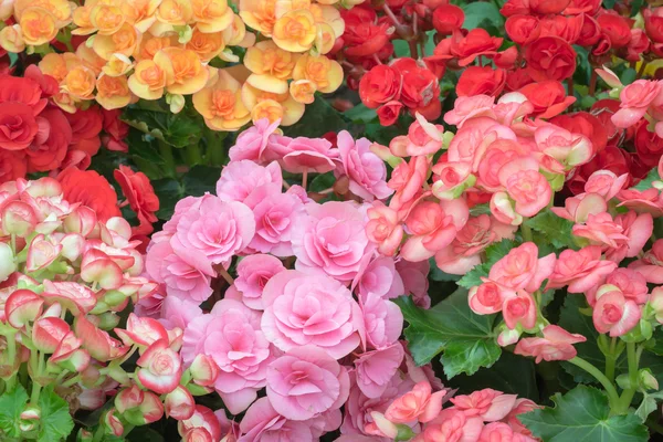 Begonia flower background — Stock Photo, Image