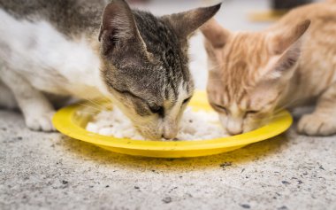 Two cats eating together  clipart