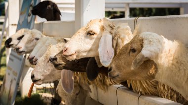 Birçok koyun besleme için bekliyor
